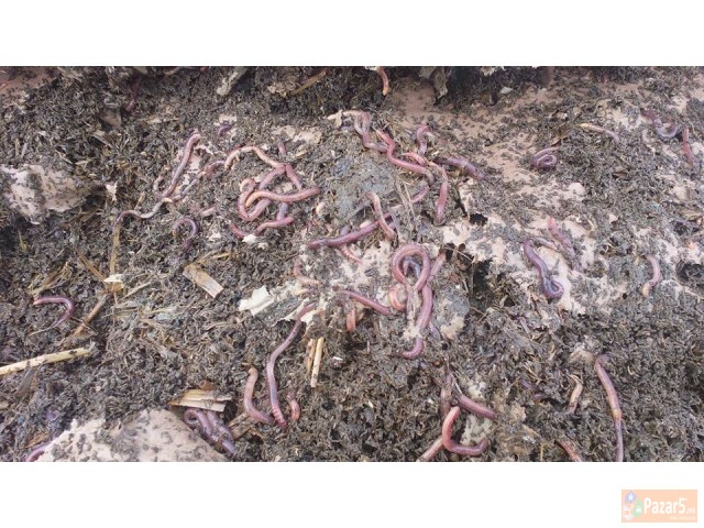 Kaliforniski Crvi I Biohumus