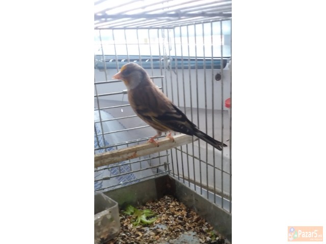 Baster Mlad 10 Meseci Peva Rastura 