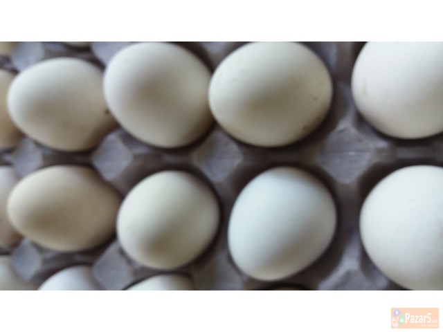 Erebicasta Talijanka