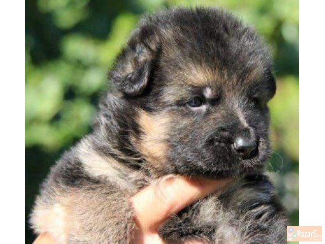 Germanski Ovcari Vucjaci Malecki Preubavi