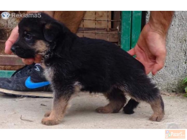 Germanski Ovcari Vucjaci Malecki Preubavi