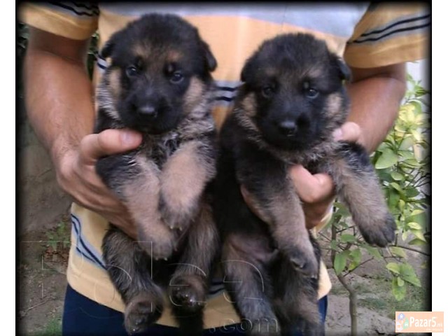 Germanski Ovcari Vucjaci Malecki Preubavi