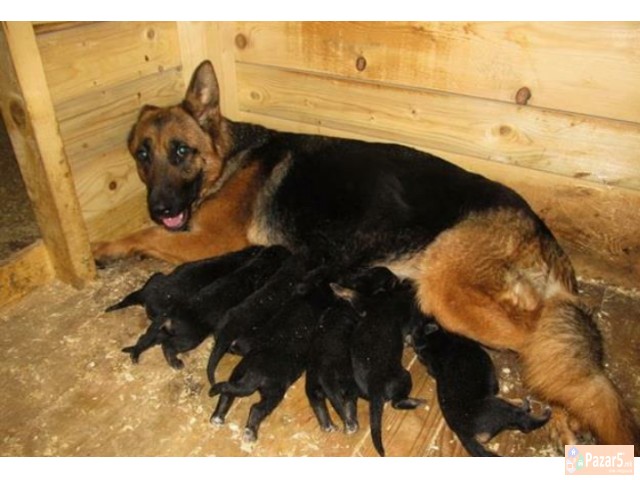 Germanski Ovcari Vucjaci Malecki Preubavi