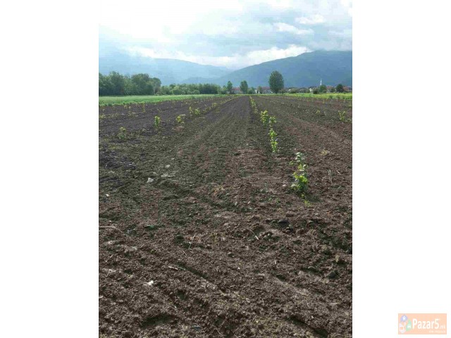 Italijanski Sadnici Na Lesnik So Dogovor Za Otkup 