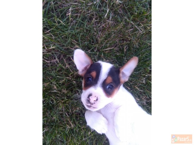 Џек Расел Териери