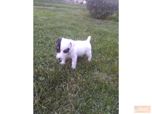 Џек Расел Териери