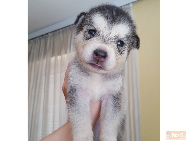 Продажба на хаски