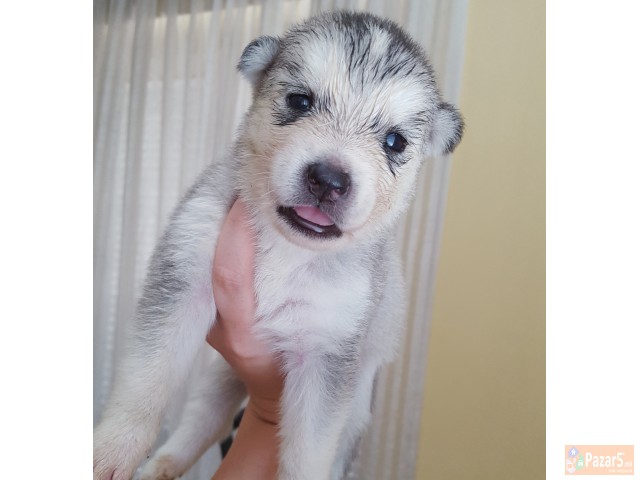 Продажба на хаски