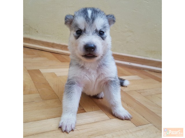 Продажба на хаски