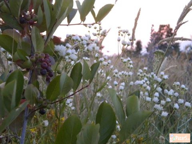 Rajski Lek Plod Sto Pomaze U Lecenju Dusetela