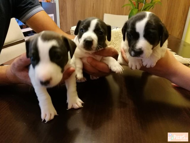 Продавам Џек Расел  - Териер