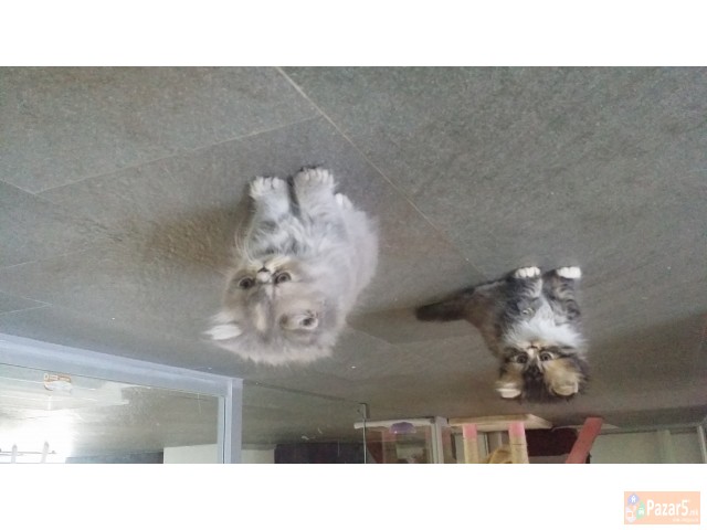 Персиски мачиња,чисто и Здраво легло со одлични ли