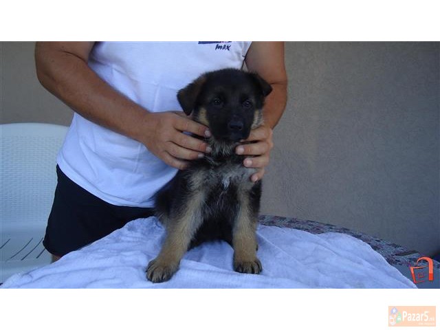 Германски Овчар