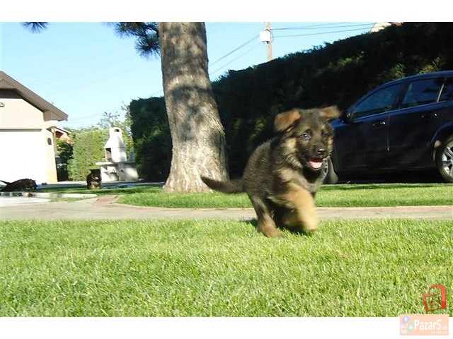 Германски Овчар