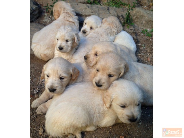 Zlaten Retriver Golden Retriever