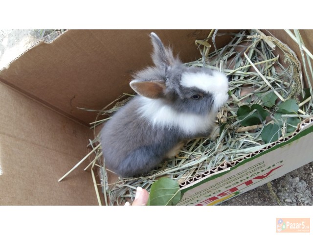 Zajacinja Tedi Lavja Glava 