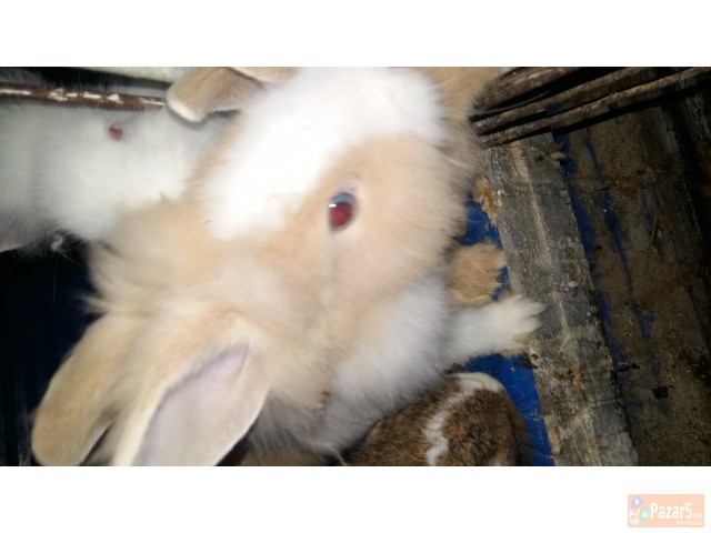 Zajacinja Tedi Lavja Glava 