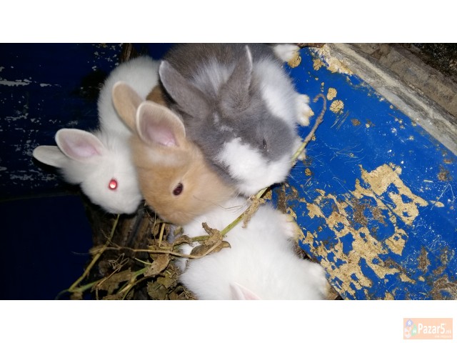 Zajacinja Tedi Lavja Glava 