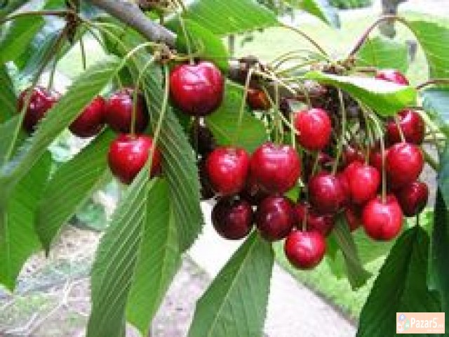 Sadnici Za Vishna Marela Rasad Rasadi Visni Marela