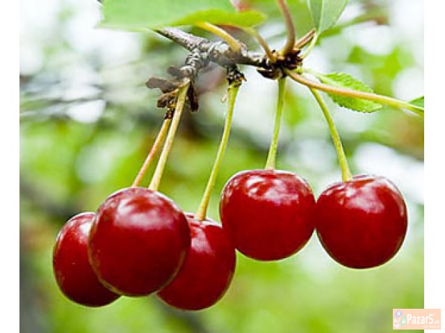 Sadnici Za Vishna Marela Rasad Rasadi Visni Marela