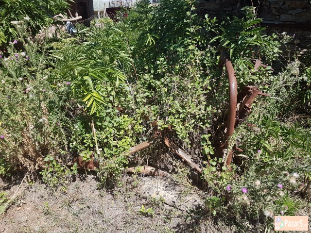 Трактор 533 сет со плугови и дрљачи