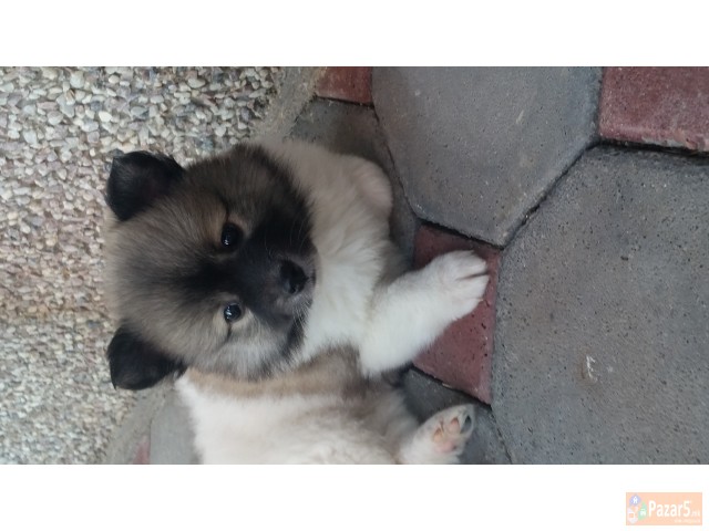 Germanski Spoc Pomeran Boo