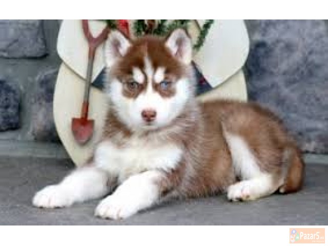 Sibirski Haski So Plavi Oci Preubavi Malecki