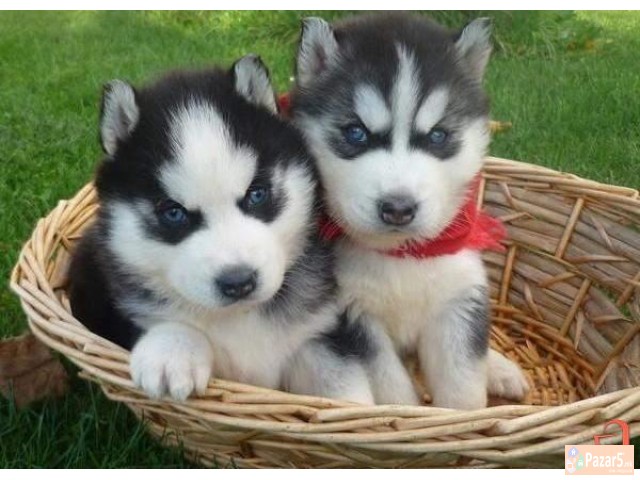 Sibirski Haski So Plavi Oci Preubavi Malecki