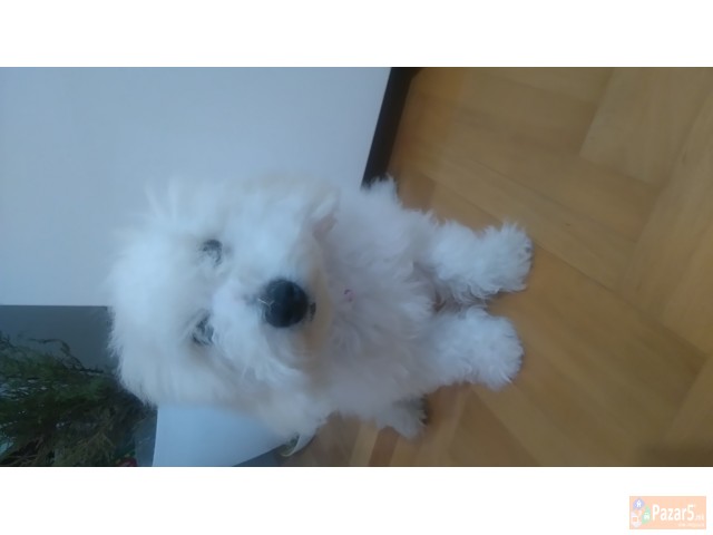 Se Prodava Bishon Frize