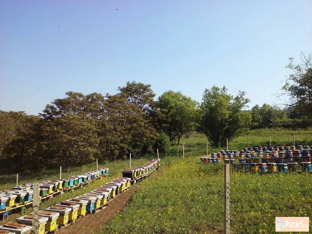 МАТИЧНА МЛЕЧ - ПЧЕЛАРСТВО ДОДЕВСКИ