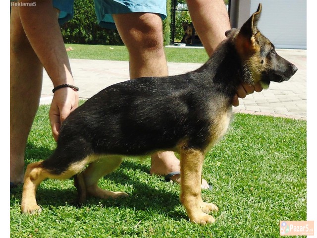 Германски овчар