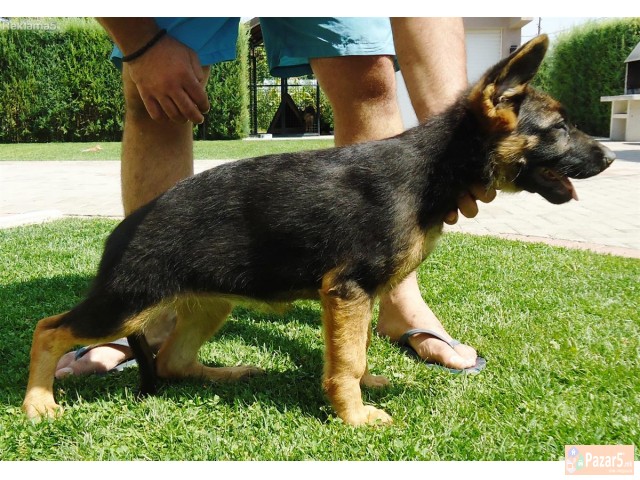 Германски овчар