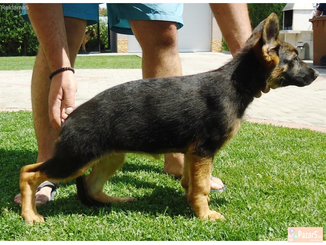 Германски овчар