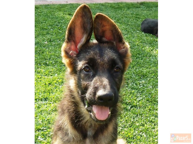 Германски овчар