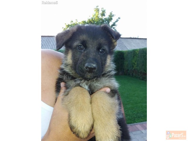 Германски овчар