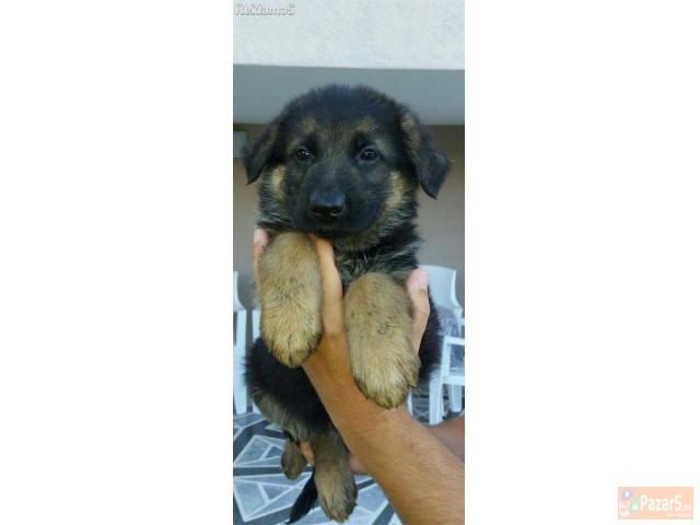 Германски овчар