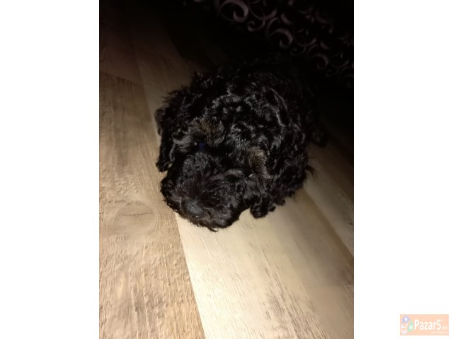 Se Prodava Francuska Pudla