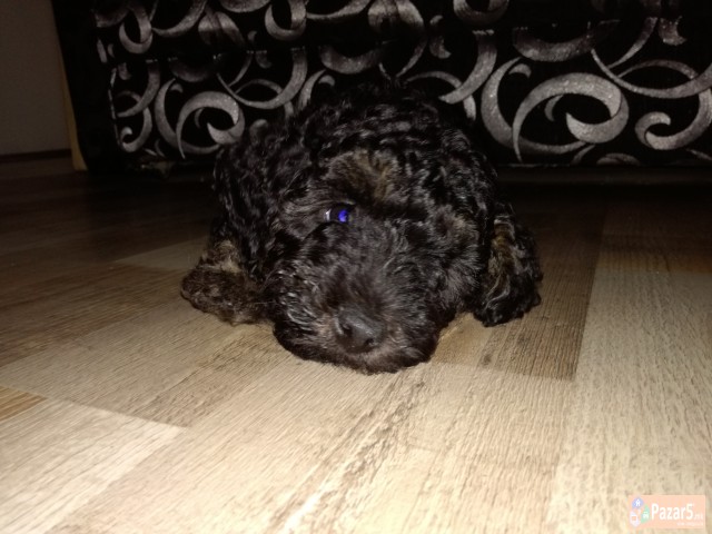 Se Prodava Francuska Pudla