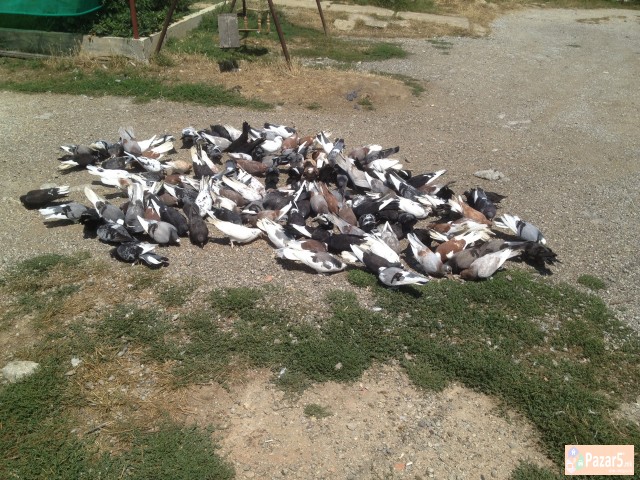 Prodavam Gulabi - Duneci