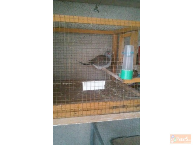 ЕГЗОТИЧНИ ПТИЦИ