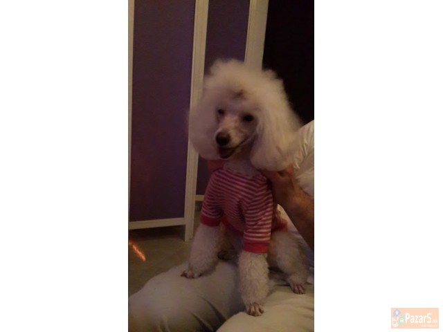 Baram Maska Bela Pudla Za Priplod