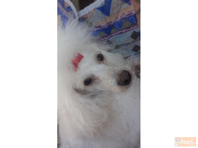 Baram Maska Bela Pudla Za Priplod