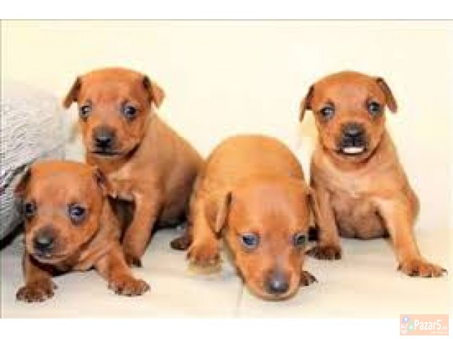 Dzudzest Pinc Od Naj Malite Prubavi Malecki