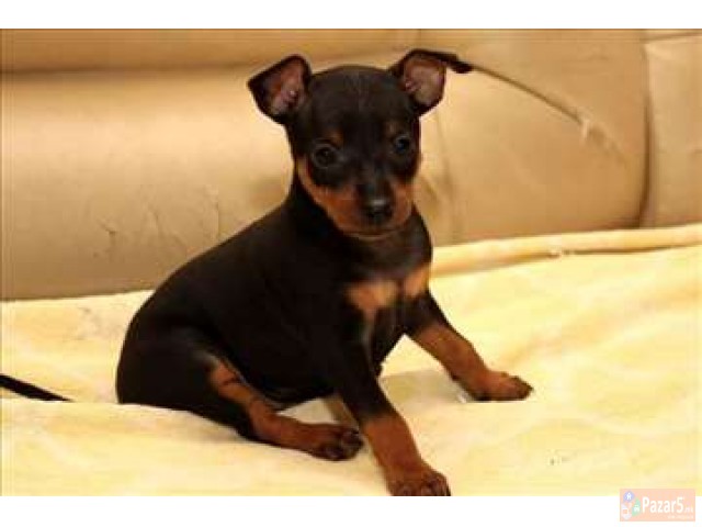 Dzudzest Pinc Od Naj Malite Prubavi Malecki