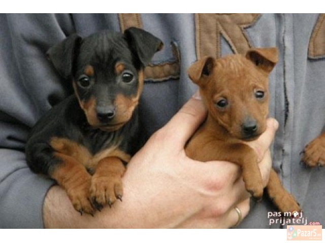 Dzudzest Pinc Od Naj Malite Prubavi Malecki