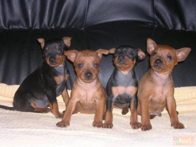 Dzudzest Pinc Od Naj Malite Prubavi Malecki