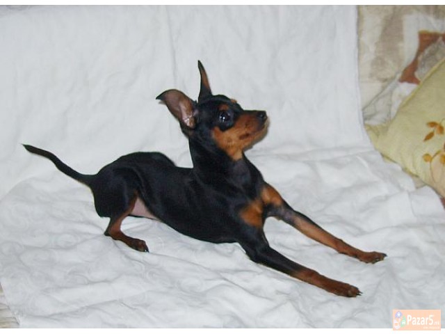 Dzudzest Pinc Od Naj Malite Prubavi Malecki