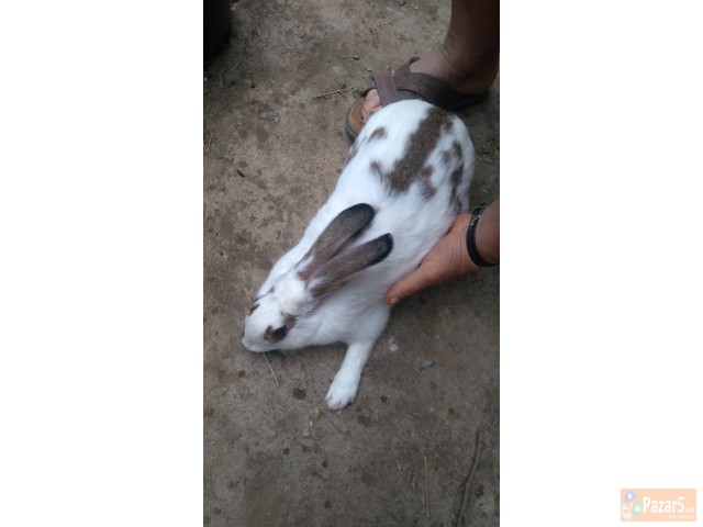 Prodavam I Menuvam Zajci