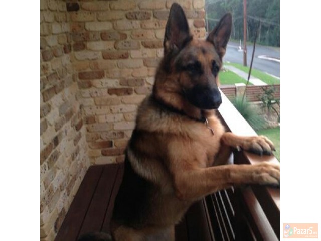 Germanski Ovcari Vucjaci Malecki Preubavi