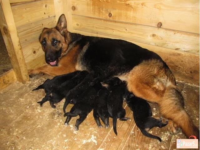 Germanski Ovcari Vucjaci Malecki Preubavi